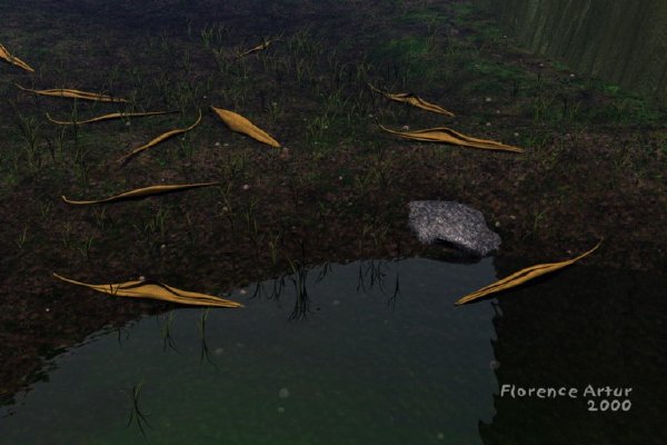 Fallen leaves