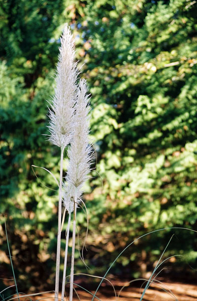 Autumn garden (1)