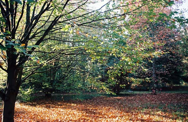 Autumn garden (2)