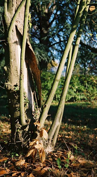 Jardin d’automne (3)