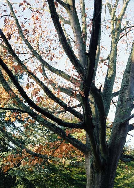 Autumn garden (4)