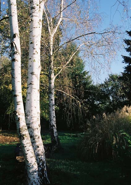 Jardin d’automne (5)