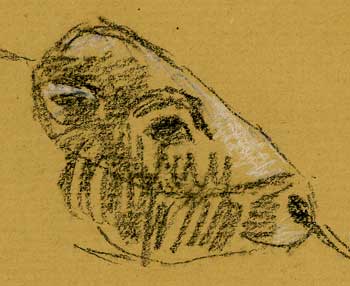 Mongolian sketches