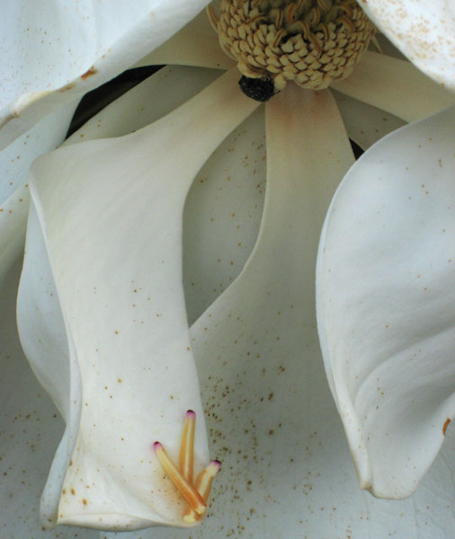 Magnolia