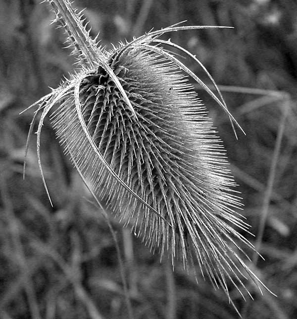 Thistle