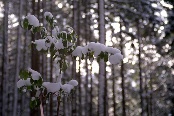 Kansai, 2004
