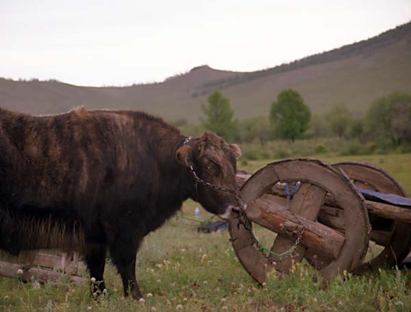 Yak and cart